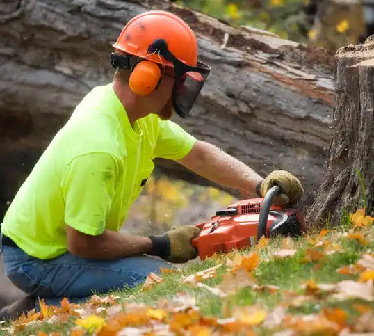 tree services Parks